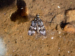 Image of Hierodoris polita