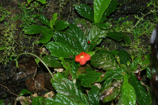 Image of Yerba-Neto-Hoja-de-Cueva