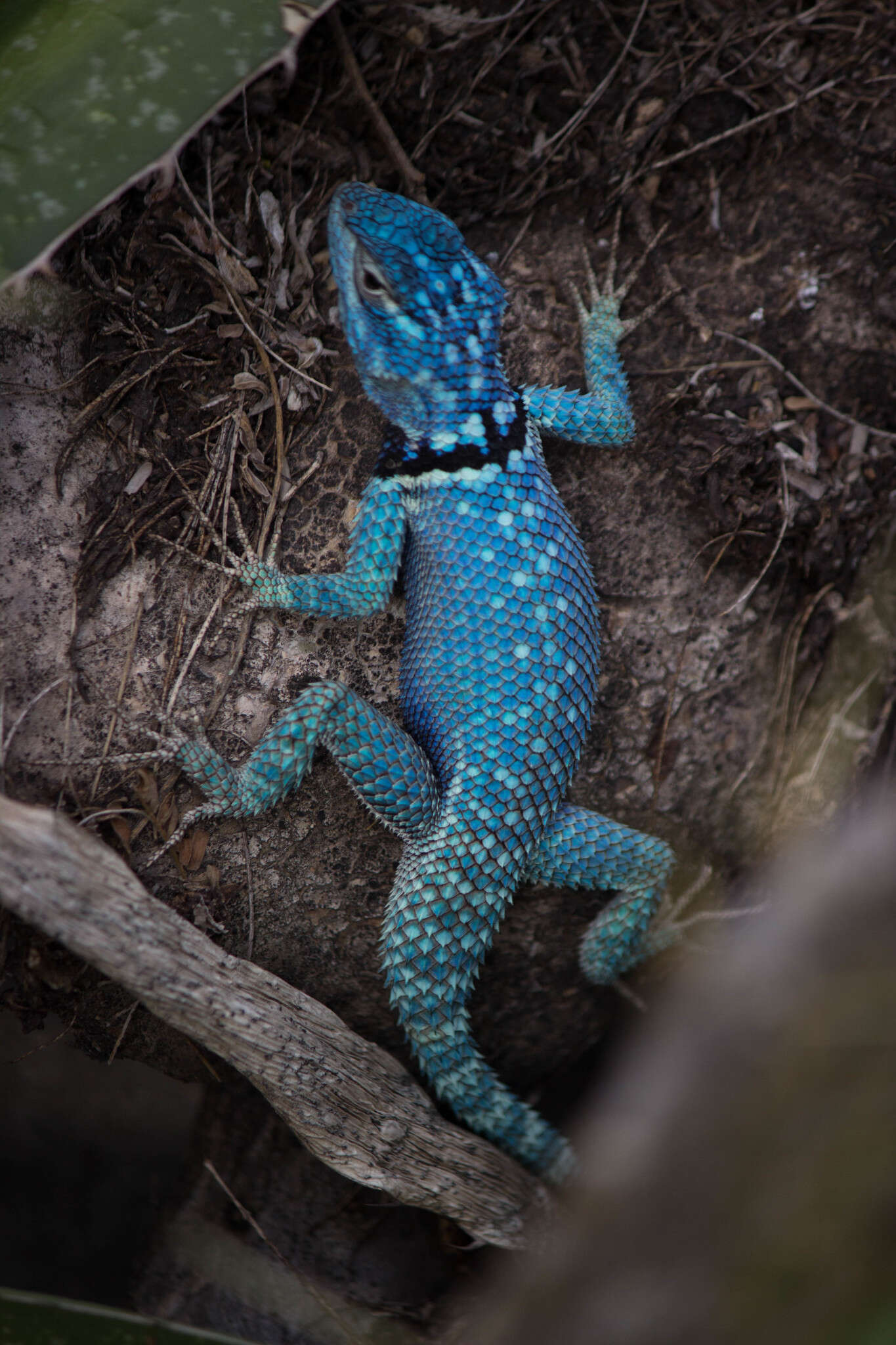 صورة Sceloporus minor cyaneus Treviño-saldaña 1988