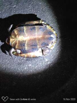 Image of black marsh turtle