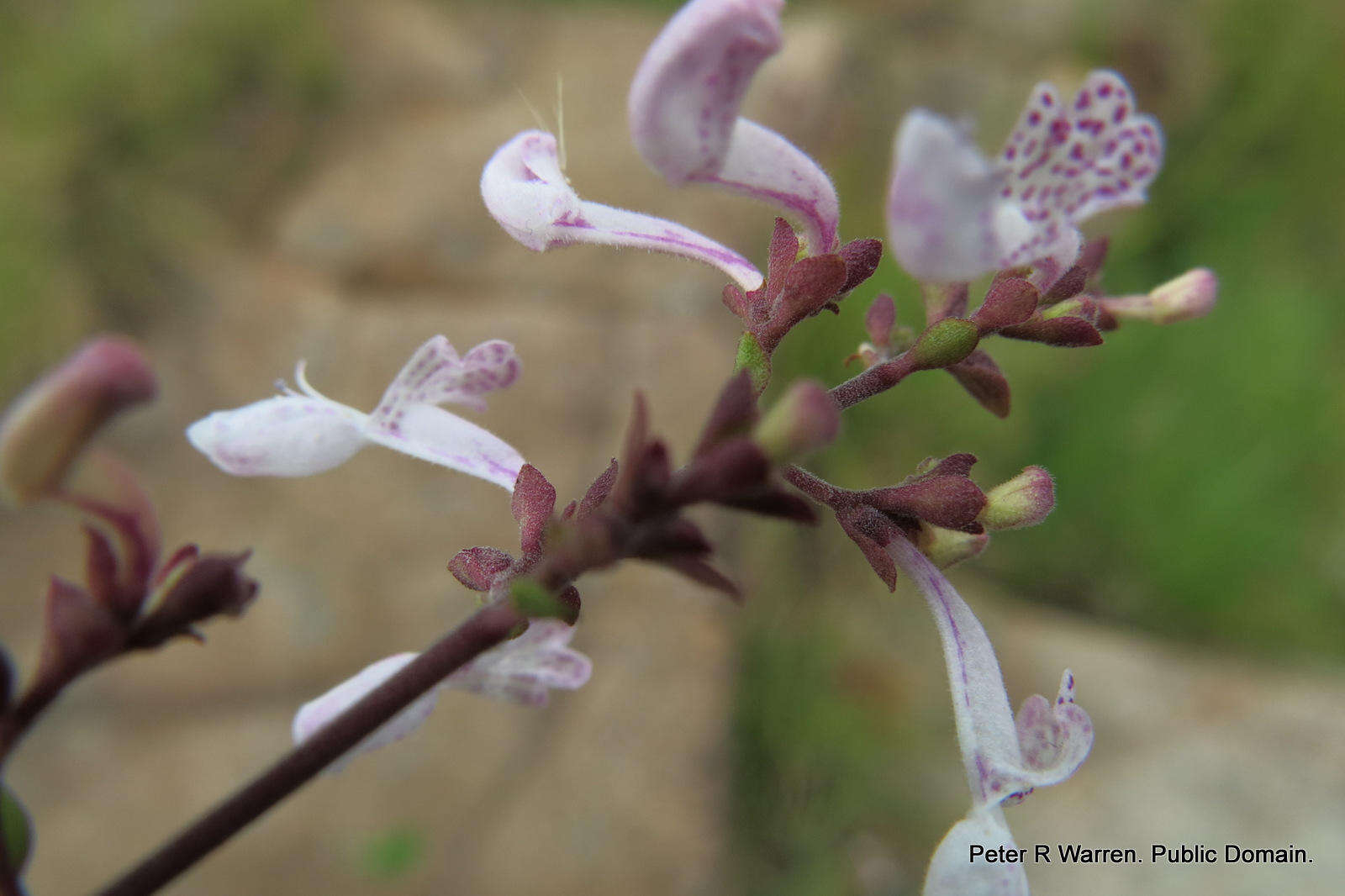 Слика од Aeollanthus parvifolius Benth.