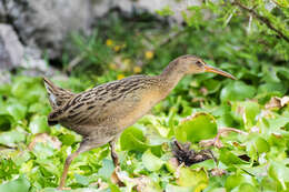 Image of Aztec Rail