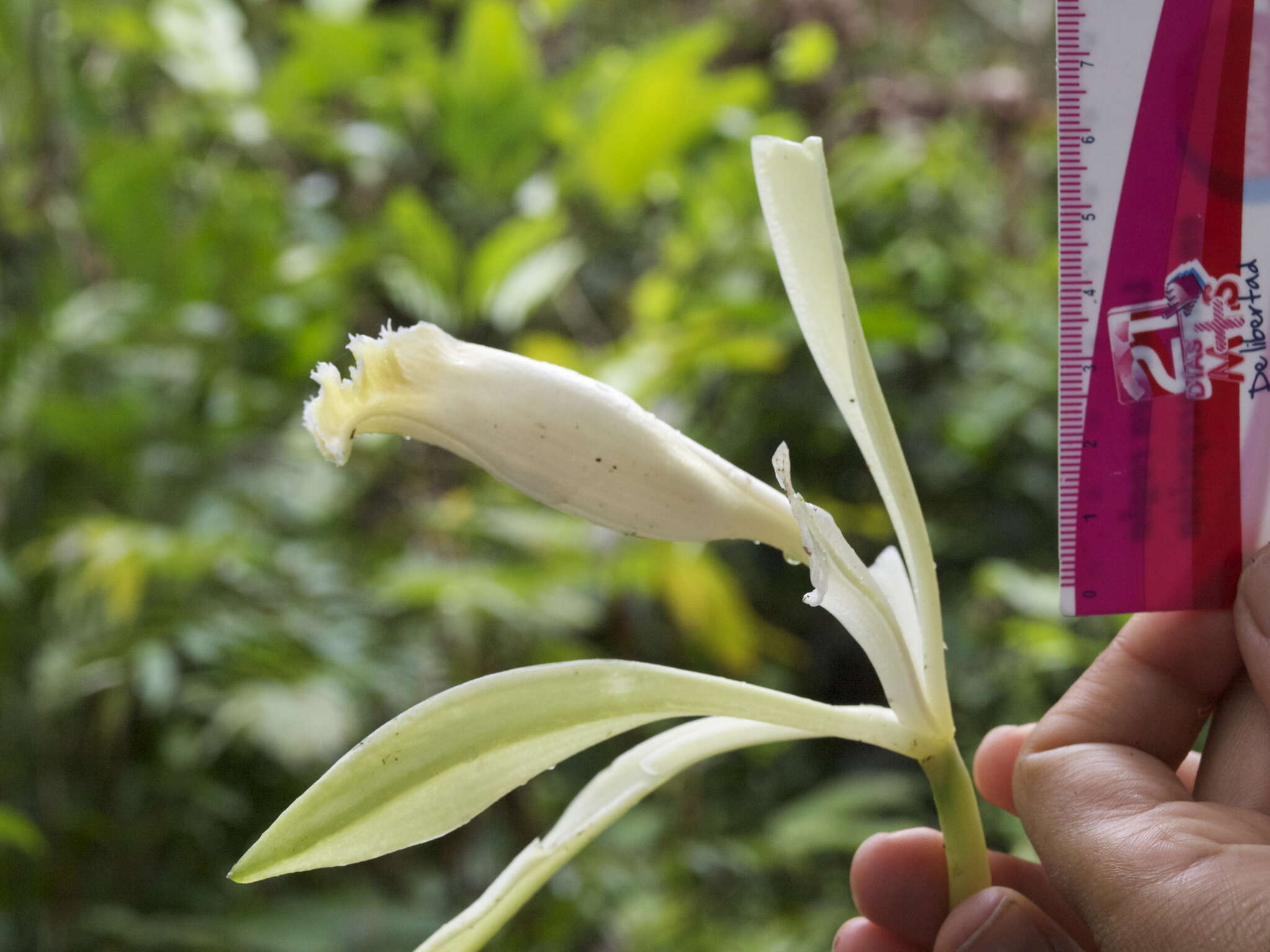 صورة Vanilla trigonocarpa Hoehne