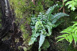 Image de Asplenium normale D. Don