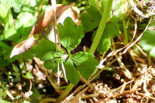 Imagem de Sanicula lamelligera Hance