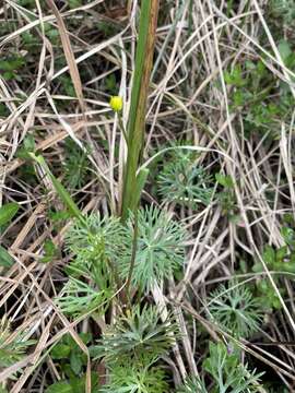 Image of Ranunculus inundatus R. Br. ex DC.