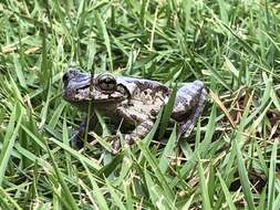 Image of Hispaniolan Common Treefrog