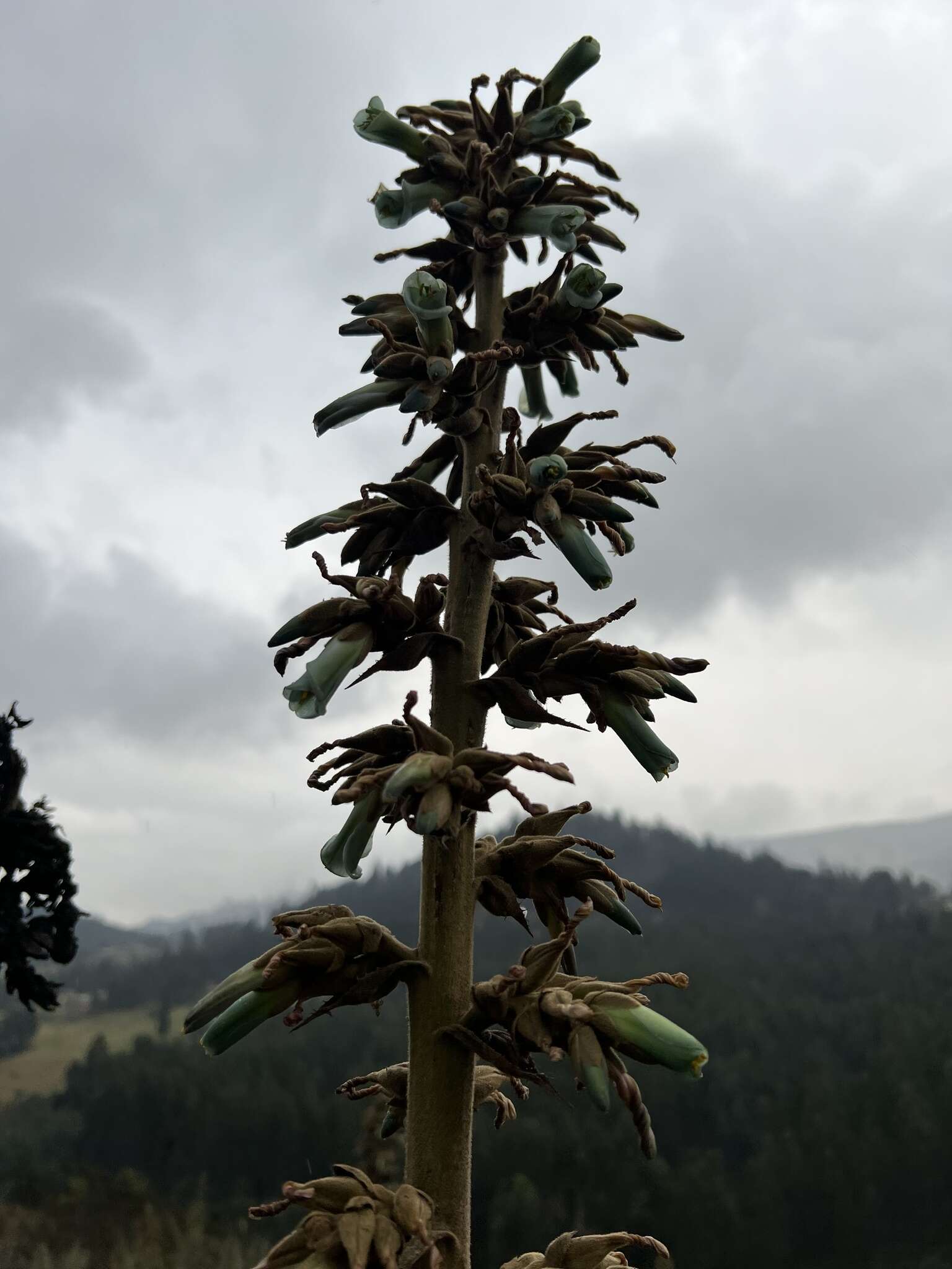 Imagem de Puya bicolor Mez