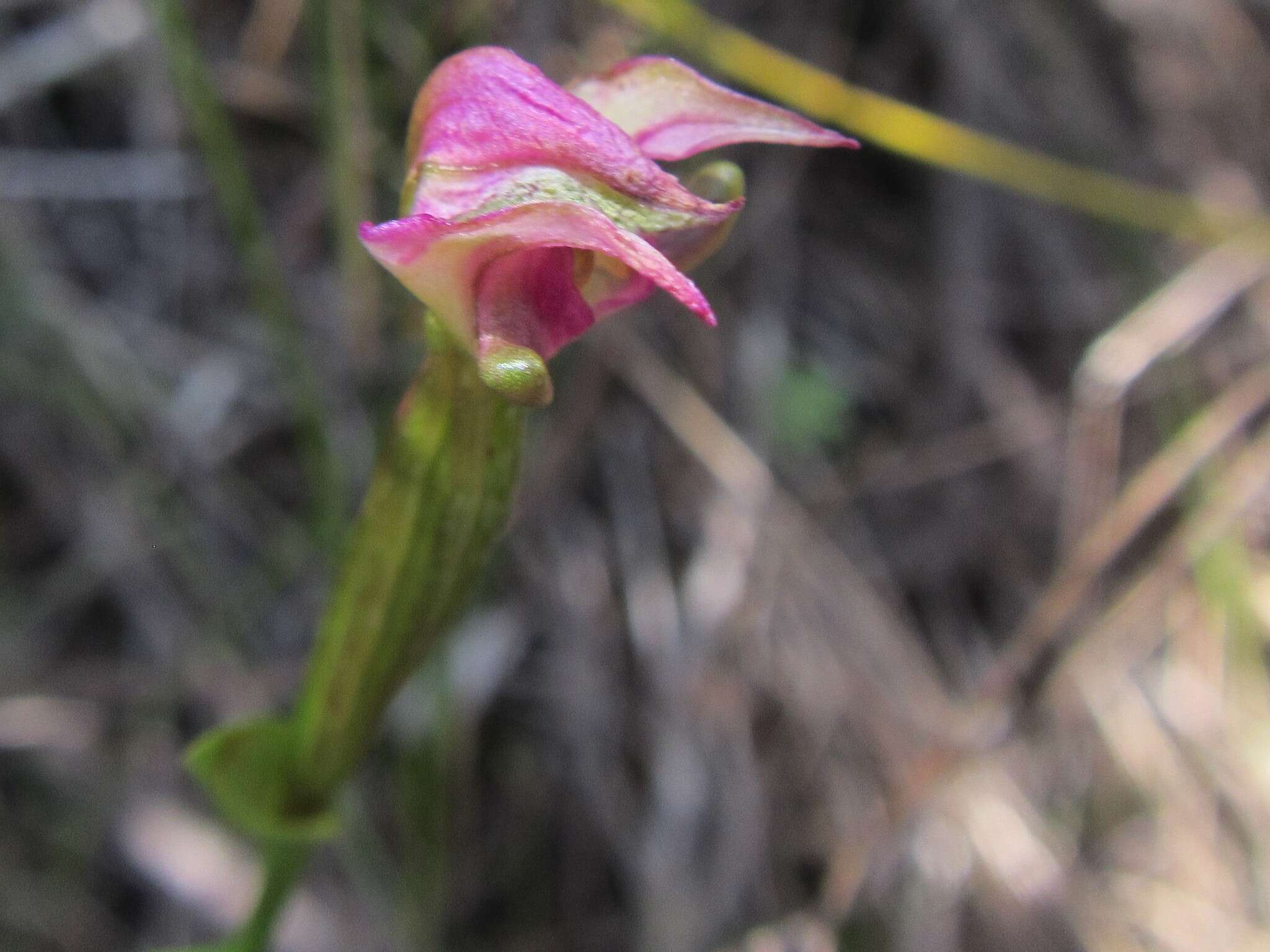 Image of Disperis paludosa Harv. ex Lindl.