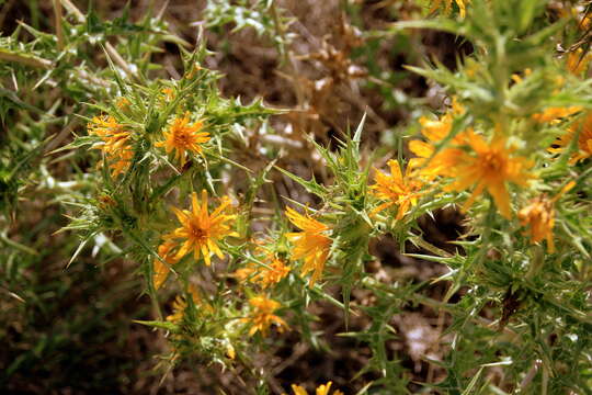 Image of goldenthistle