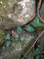 صورة Fallopia multiflora (Thunb.) K. Haraldson