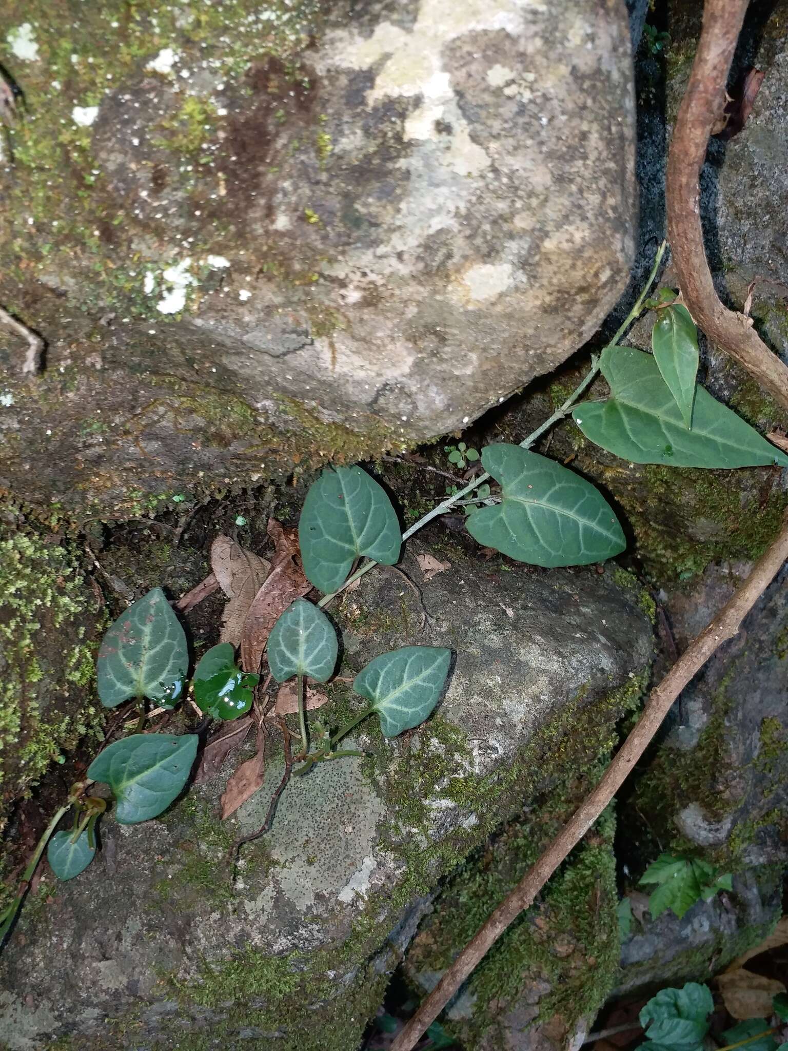 صورة Fallopia multiflora (Thunb.) K. Haraldson