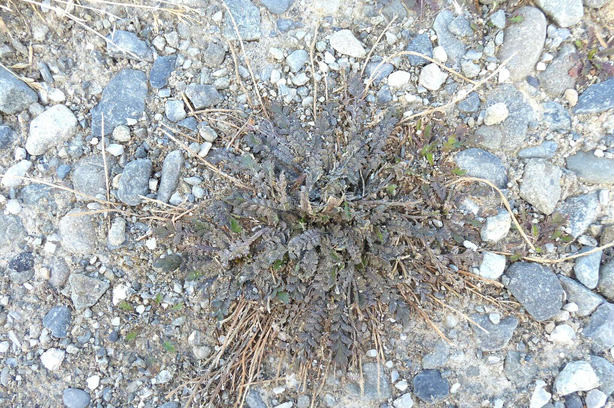 Image of Lepidium tenuicaule Kirk