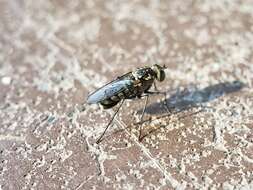 Image of Long-legged fly