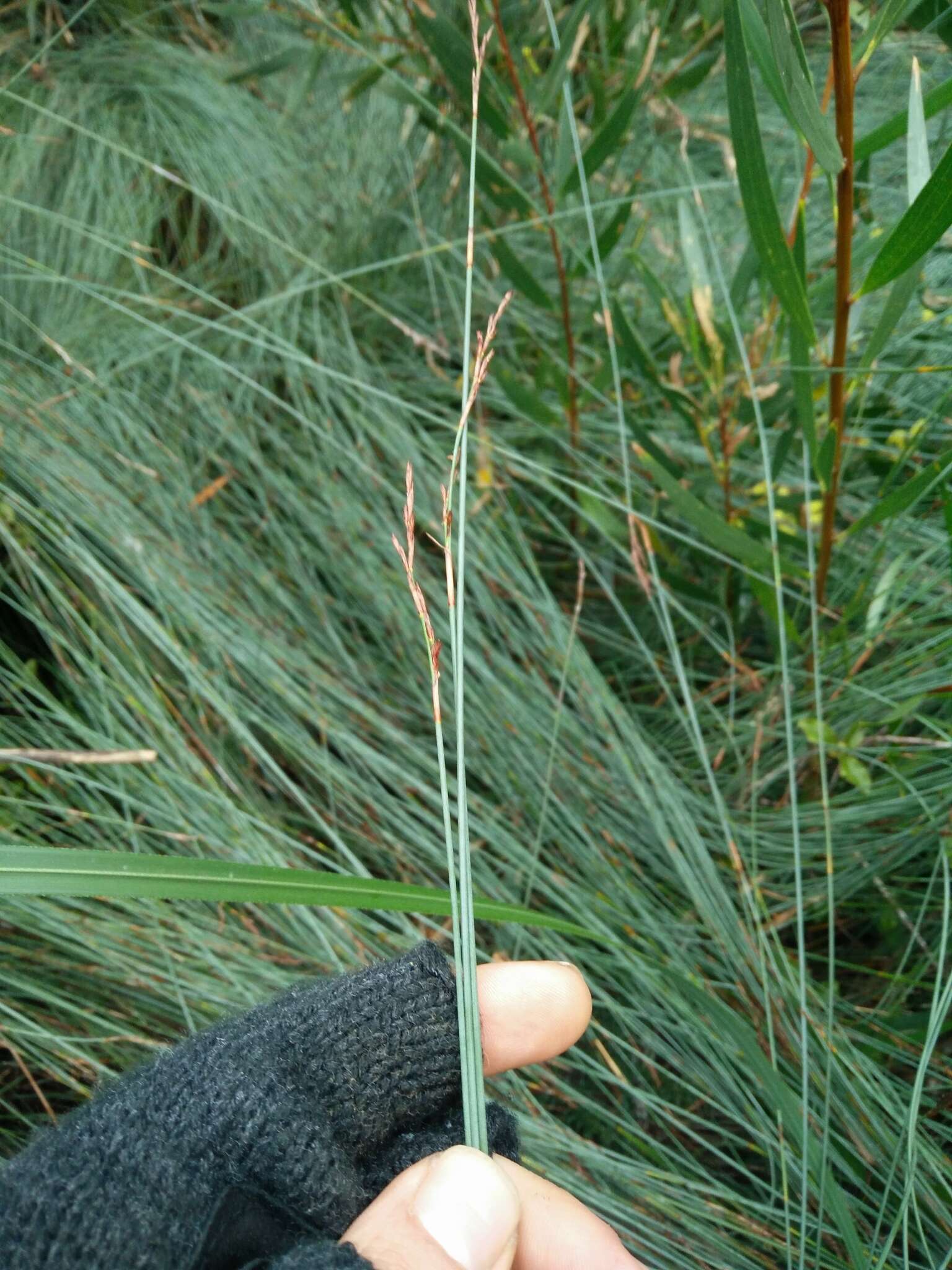 Image of Machaerina juncea (R. Br.) T. Koyama