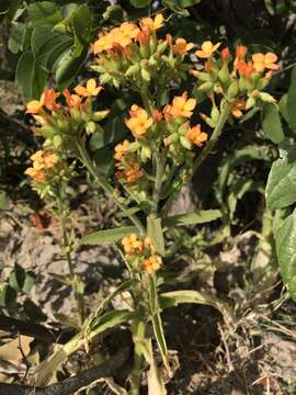 Kalanchoe lanceolata (Forsk.) Persoon resmi