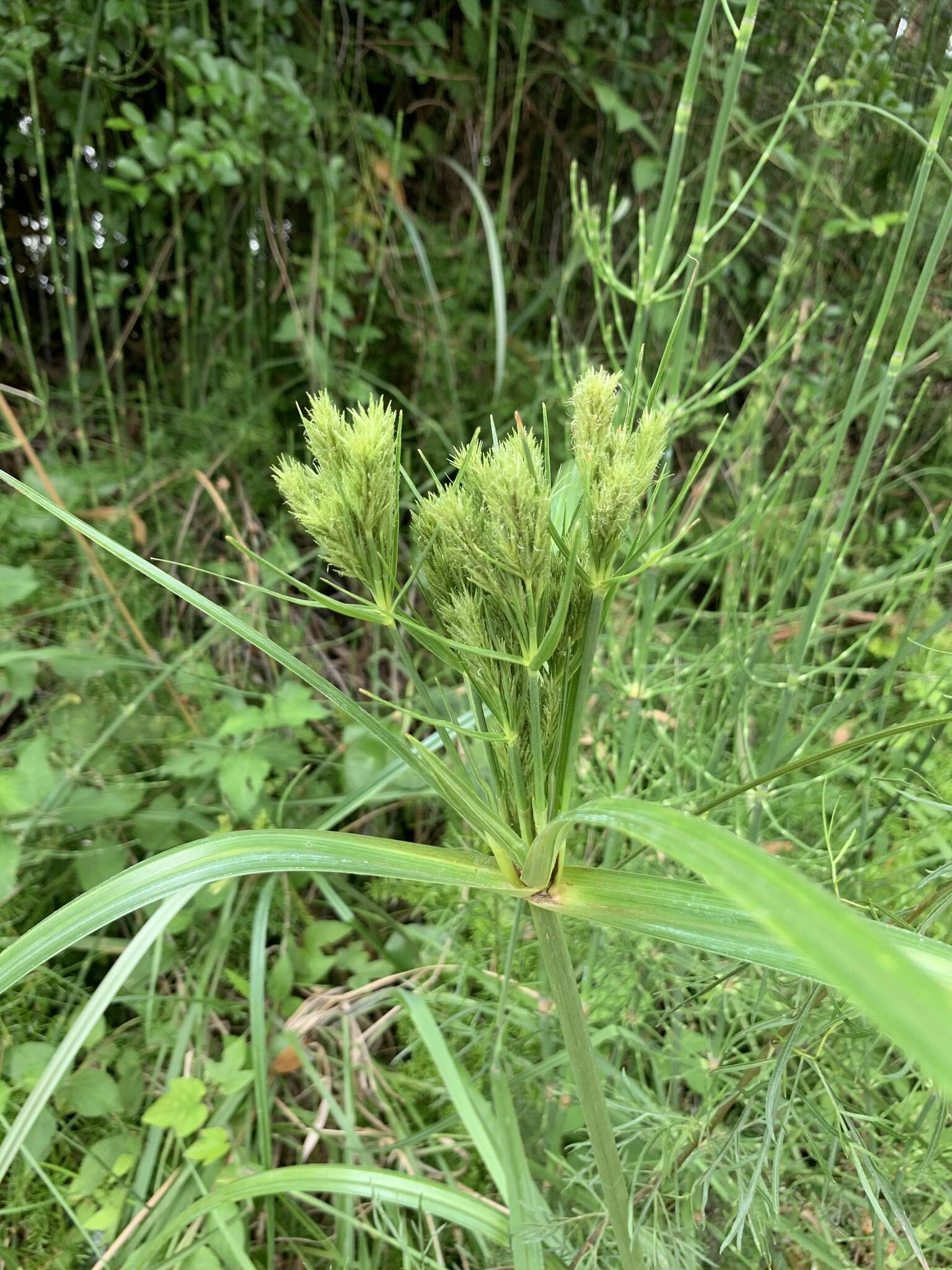 Imagem de Cyperus prolixus Kunth