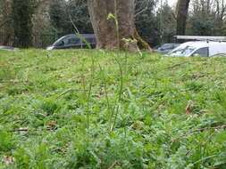 Image of corky-fruited water-dropwort