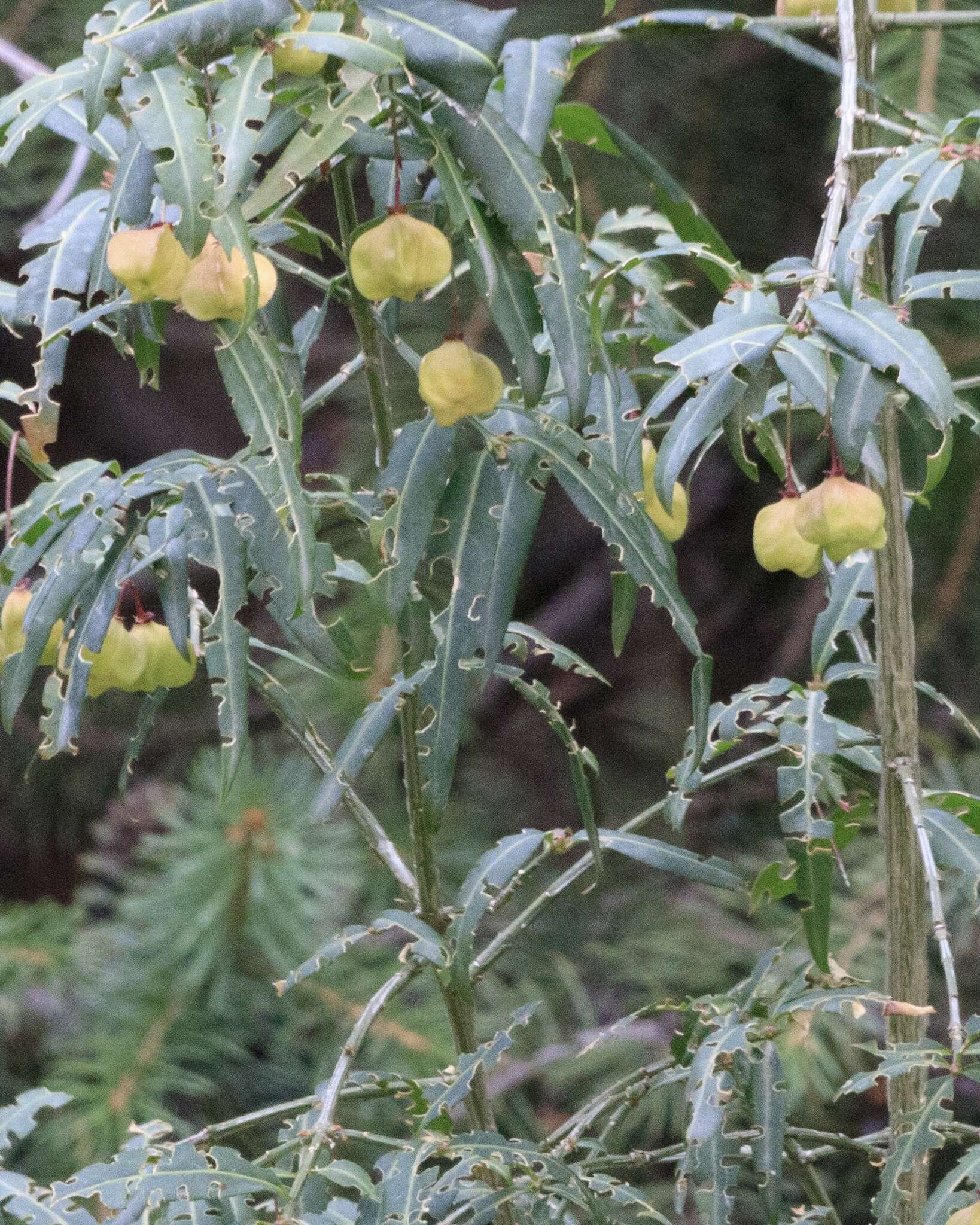 Image of Euonymus semenovii Regel & Herd.