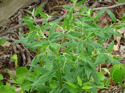 Image of American stoneseed