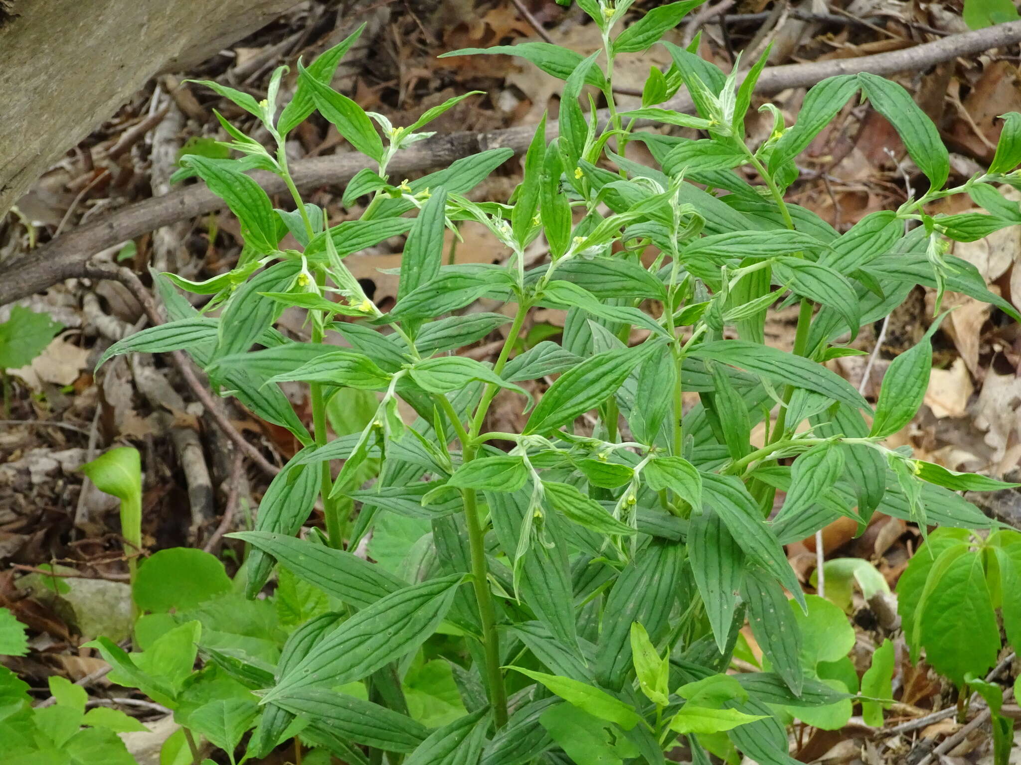 Image of American stoneseed