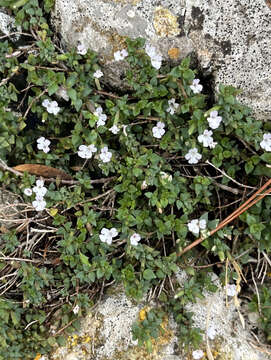 Image of Micromeria filiformis (Aiton) Benth.