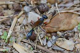 Ammophila clavus (Fabricius 1775) resmi