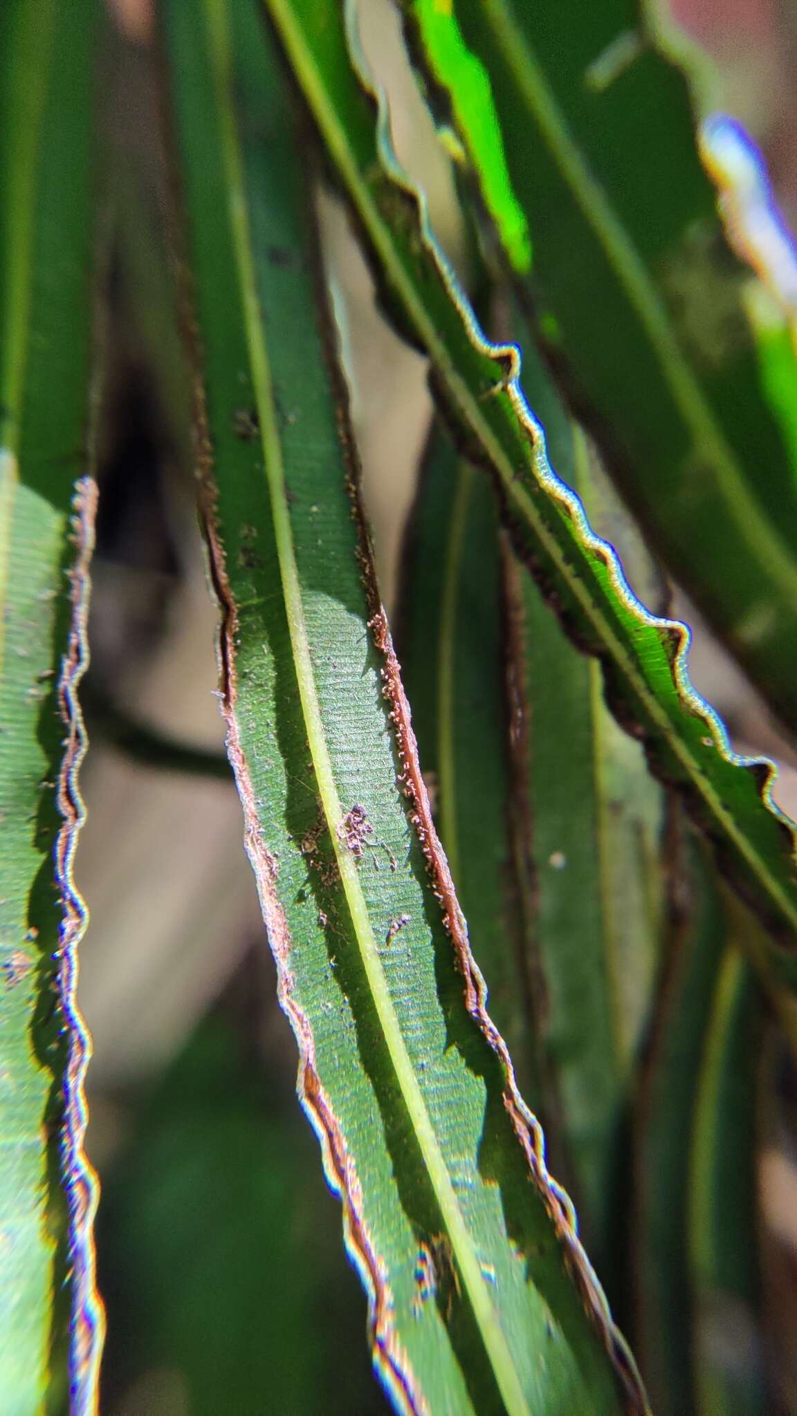 Image of Pteris longipinna Hayata