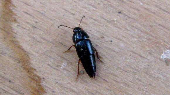 Image of Rove beetle