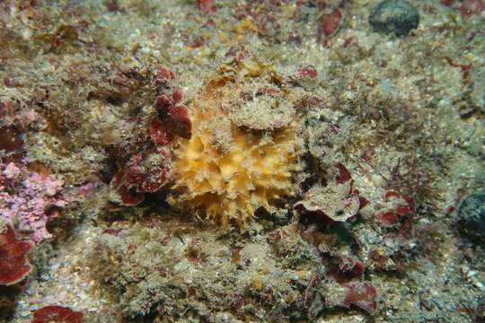 Image of golf ball sponge