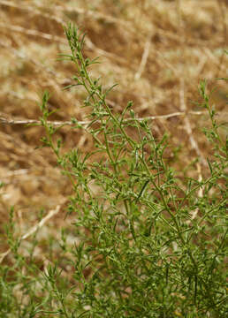 Image of stink aster