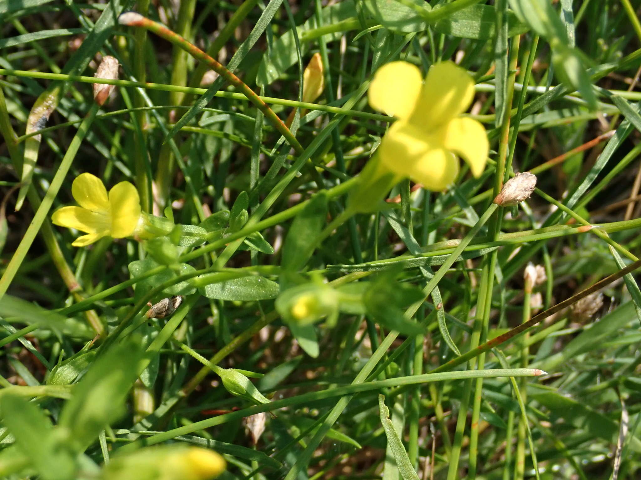 Image de Gratiola aurea Muhl.