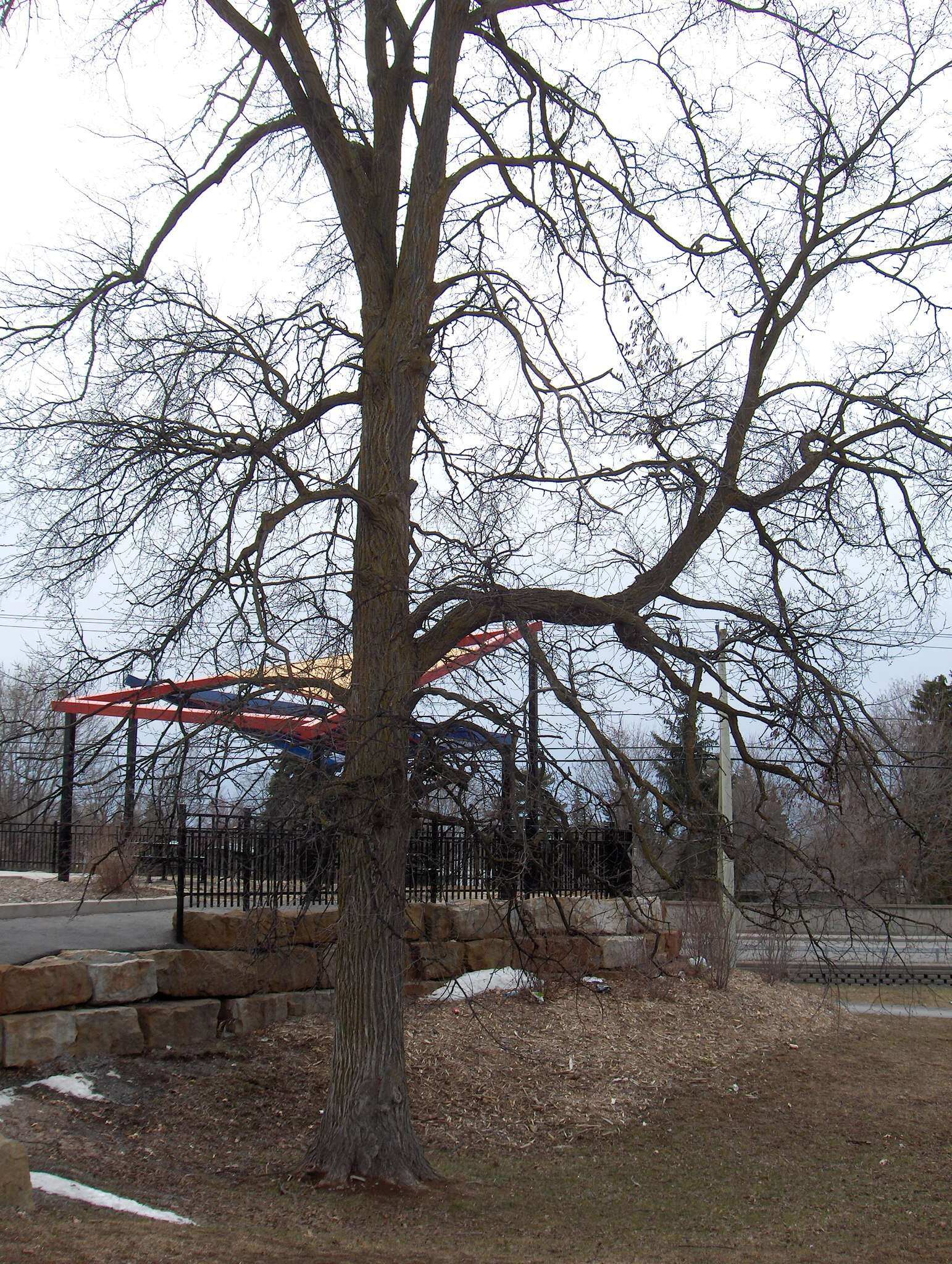 Image of cork elm