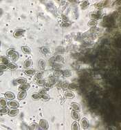 Image of Zopfiella erostrata (Griffiths) Udagawa & Furuya 1974