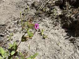 Image of Rattan's monkeyflower