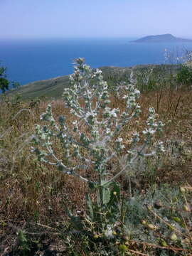 Sivun Salvia aethiopis L. kuva