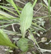 Image of Erythranthe scouleri (Hook.) G. L. Nesom