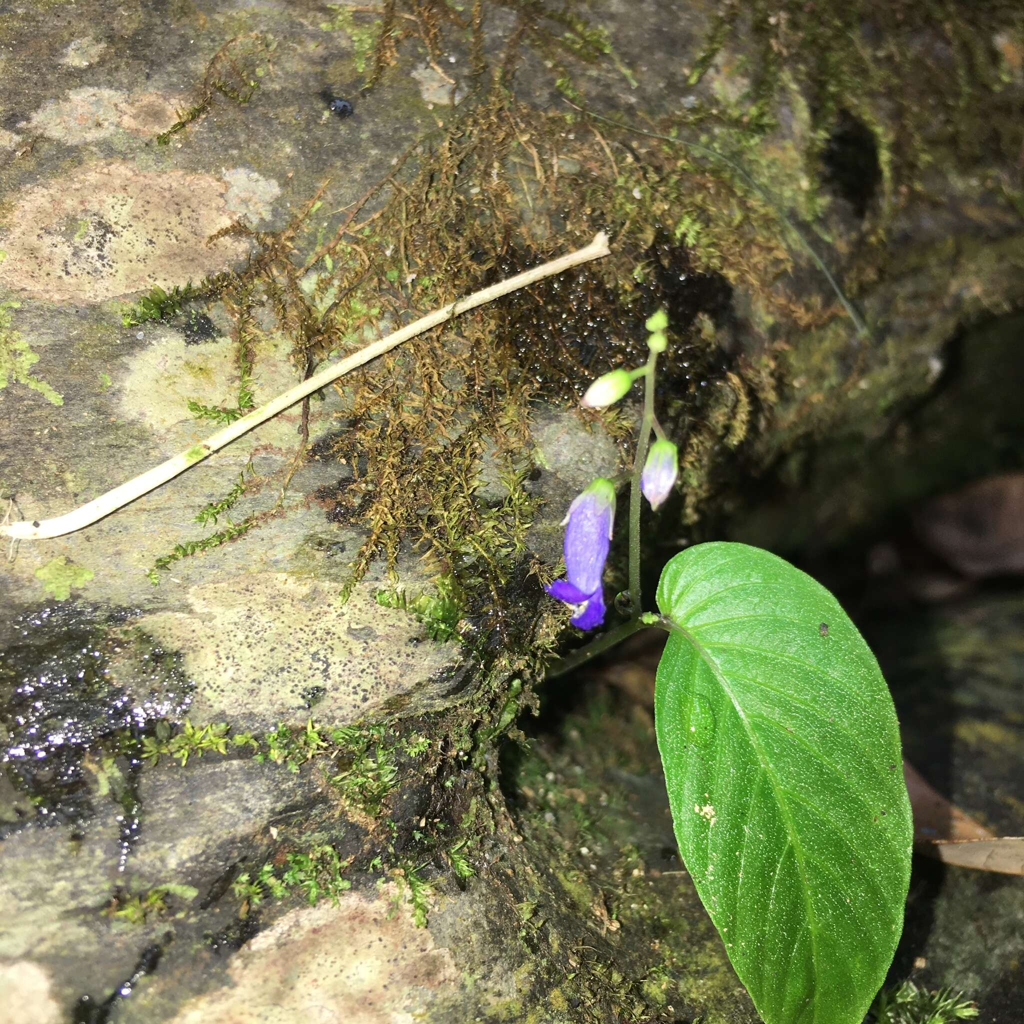 Image of Rhynchoglossum obliquum Blume