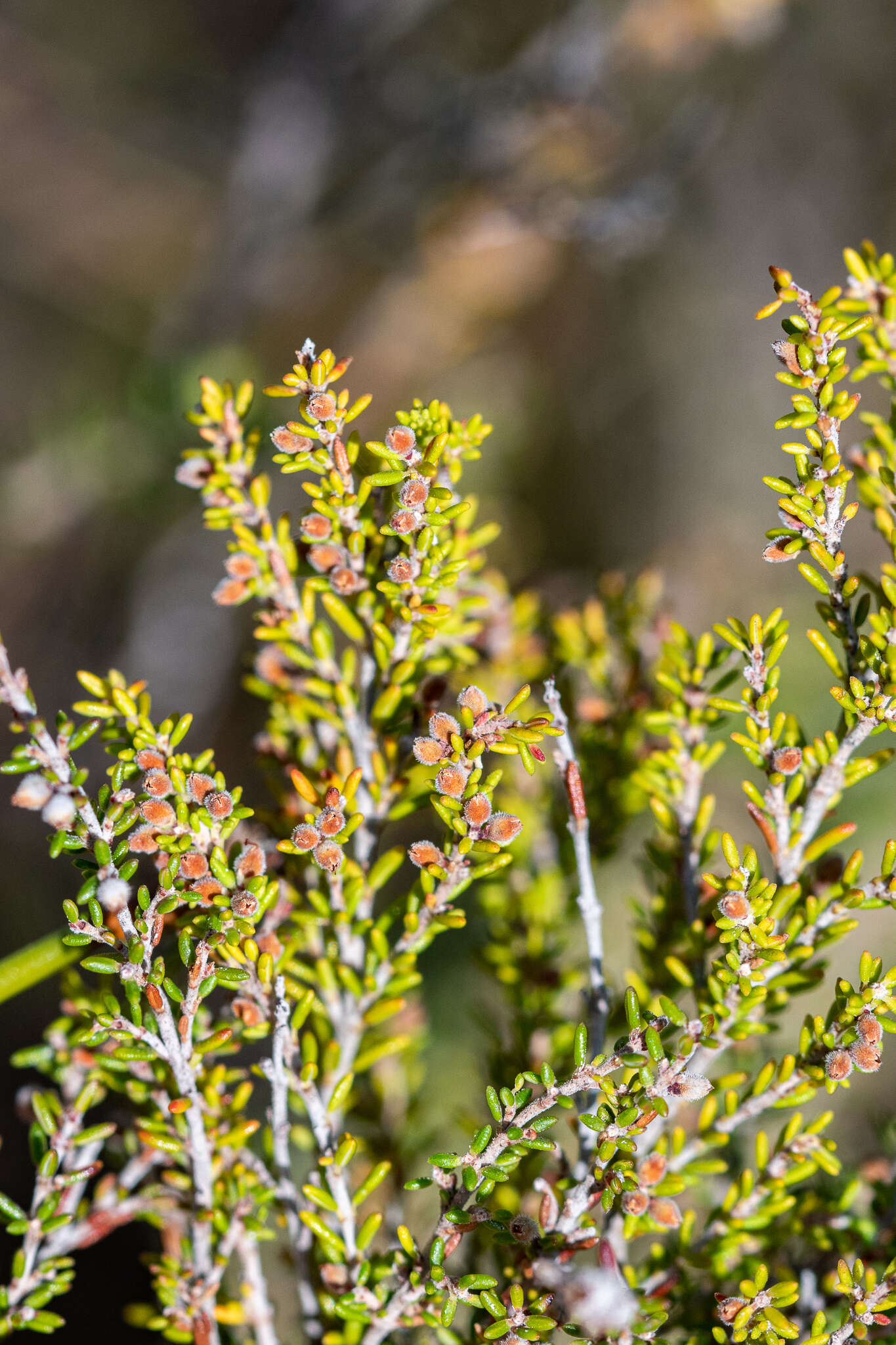 Image of Erica puberuliflora E. G. H. Oliver