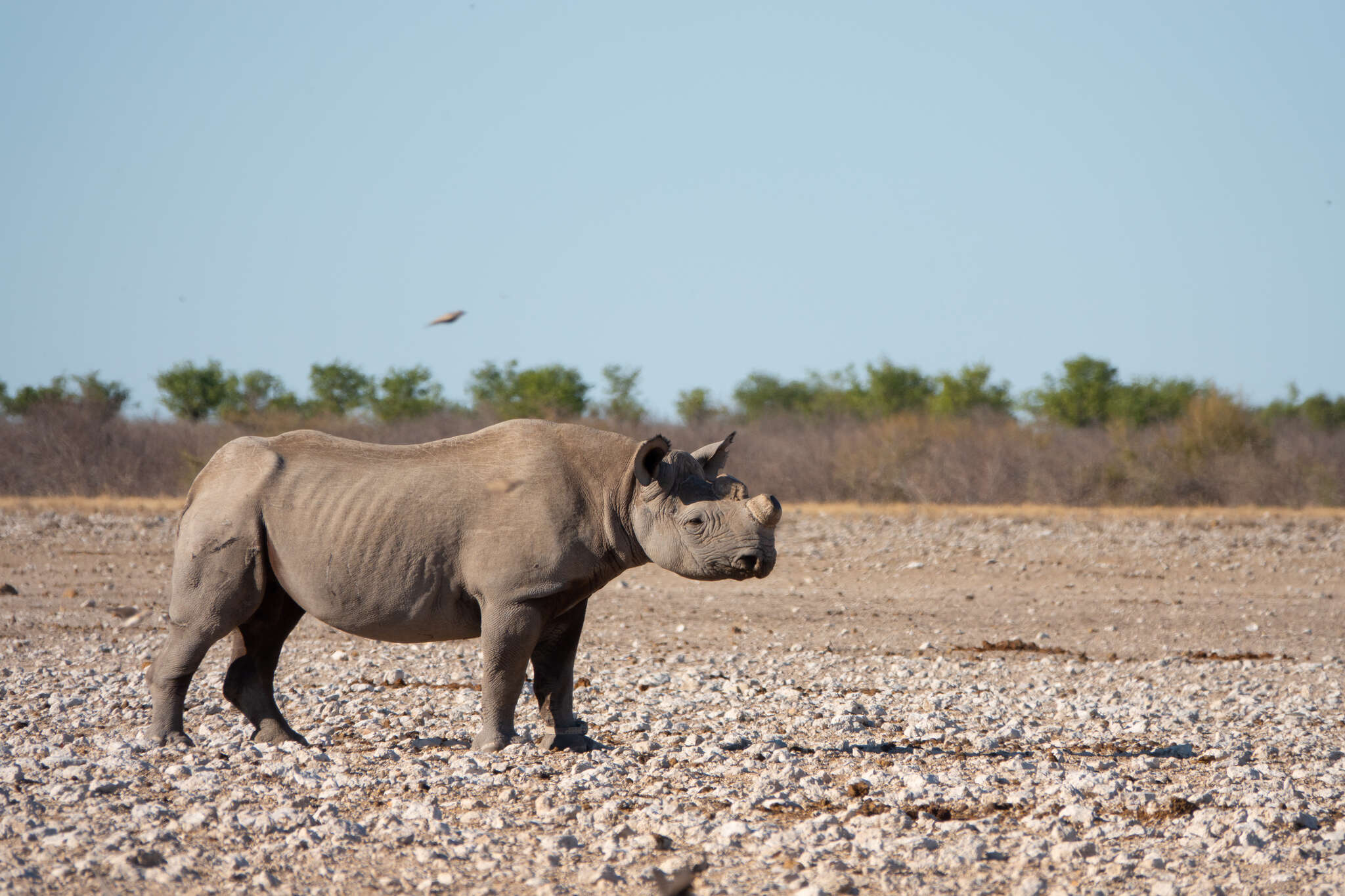 Image of Cape rhinoceros