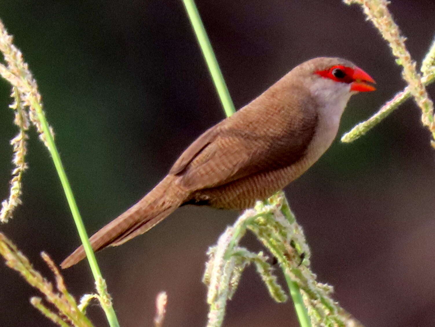 Sivun Estrilda astrild tenebridorsa Clancey 1957 kuva