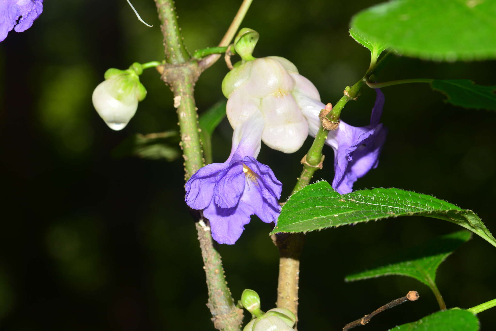 Imagem de Strobilanthes heyneanus Nees