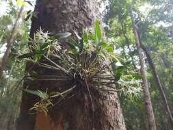 صورة Dendrobium aemulum R. Br.