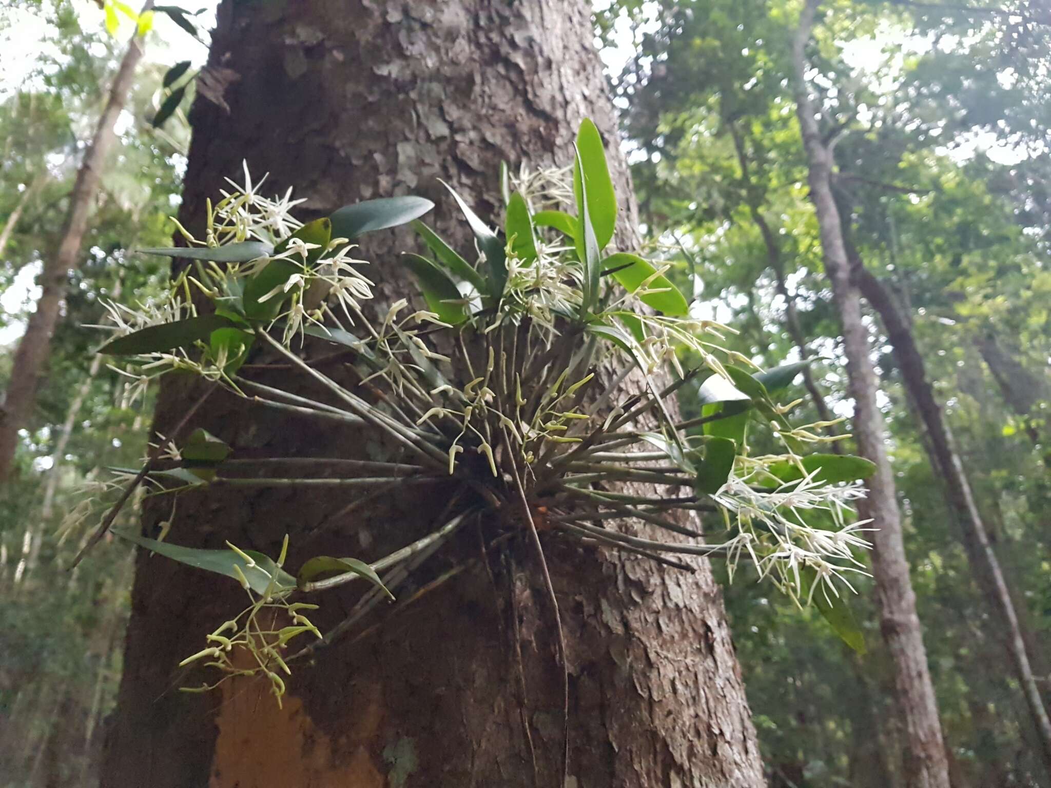 Imagem de Dendrobium aemulum R. Br.