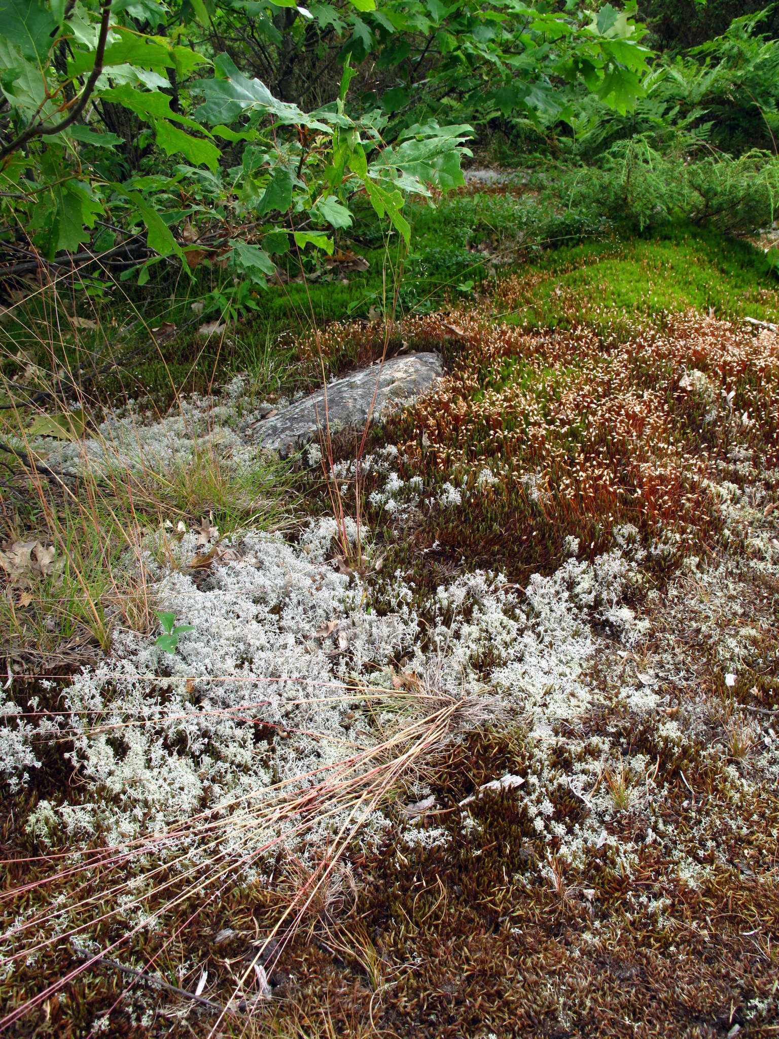 Image of Reindeer lichen