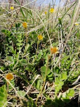 Image of Geum geoides (Pall.) Smedmark