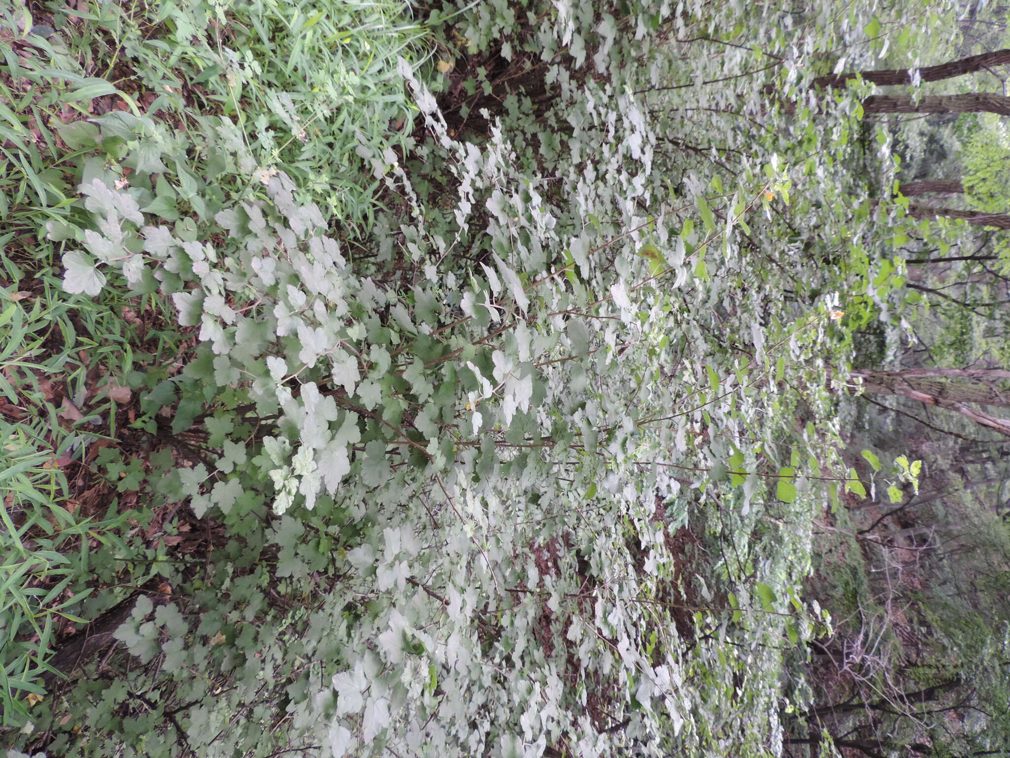 Image of Ribes fasciculatum Sieb. & Zucc.