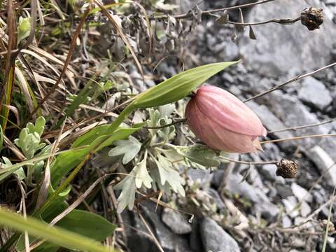 Image de Cypripedium taiwanalpinum