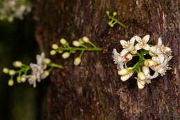 Слика од Dysoxylum parasiticum (Osbeck) Kosterm.