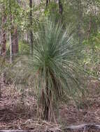 Image of Xanthorrhoea glauca D. J. Bedford